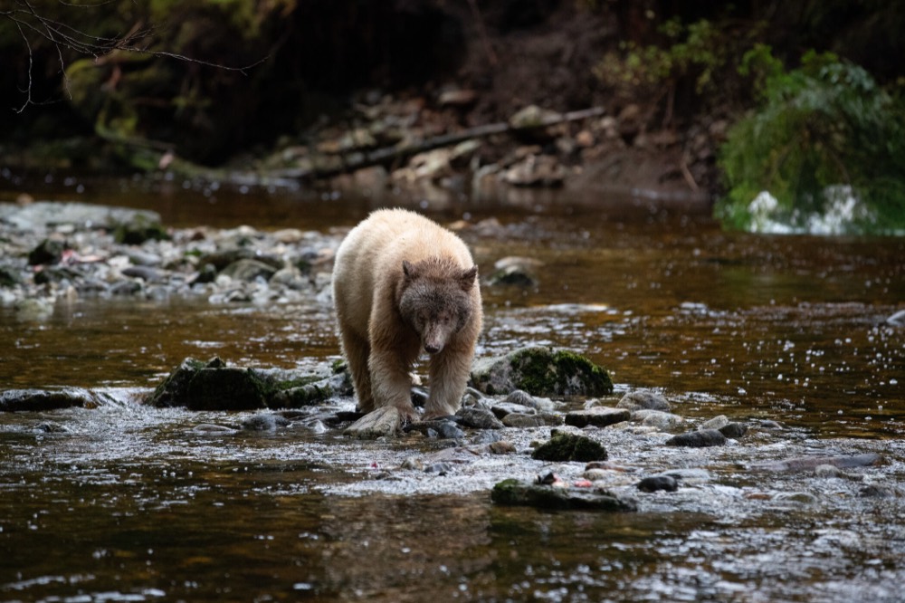 A spirit bear fishing a coastal stream, British Columbia, Canada