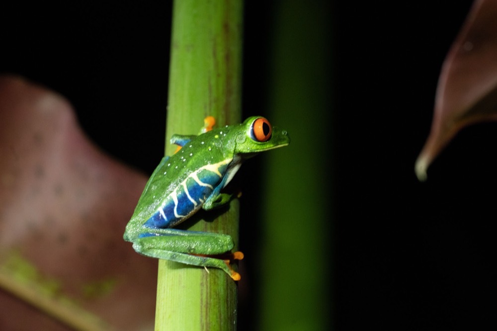Red-eyed tree frog, rainforest at night, Costa Rica